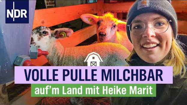 Видео High Noon auf dem Hof: mehr Milch und noch mehr Lämmer | Folge 6 | NDR auf‘m Land на русском