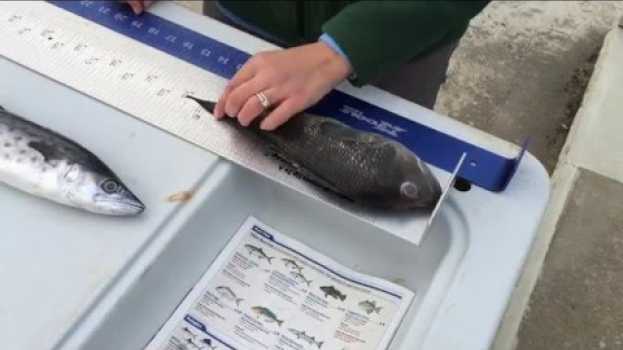 Video How to Measure a Fish in Deutsch
