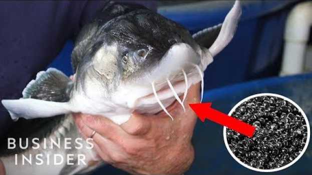 Video Inside America's Only Beluga Caviar Farm su italiano