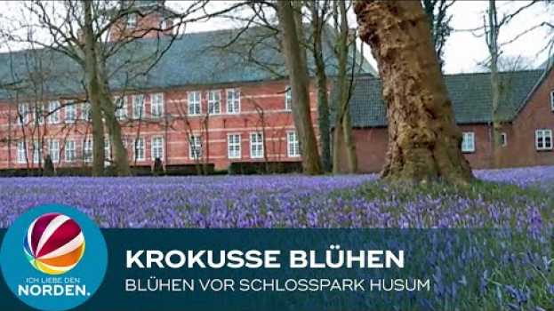 Video Drei Wochen früher: Krokusse in Husum blühen schon na Polish