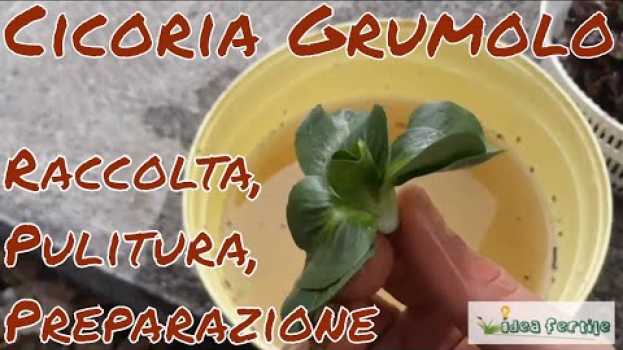 Video Raccolta e pulitura della Cicoria Grumolo dai cassoni rialzati (Raised bed) en français