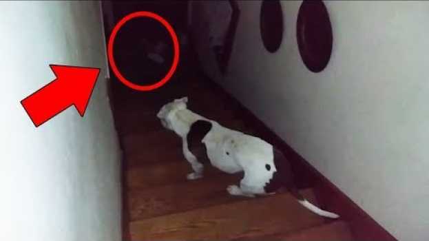 Video 5 собак видят то, что их владельцы не смогли увидеть.  Paranormal in Deutsch