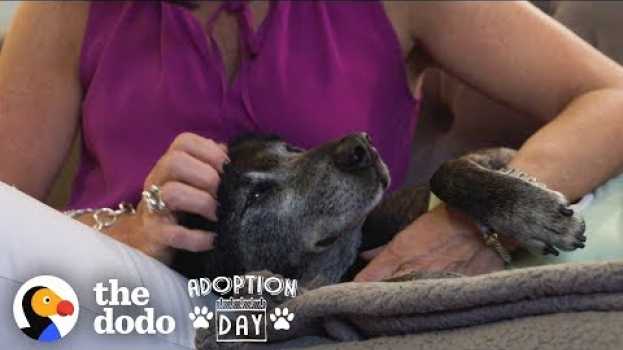 Video Watch An Old, Sad Dog Turn Into The Happiest Puppy In His Forever Home | The Dodo Adoption Day in English
