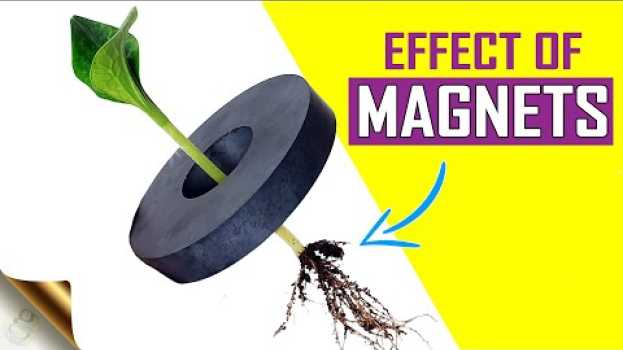 Video SEE WHAT HAPPENS TO PLANTS WHEN YOU PLACE A MAGNET IN A POT? | DIY GARDENING EXPERIMENT en français