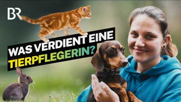 Video Bissige Hunde, verletzte Vögel: Das Gehalt als Tierpflegerin im Tierheim I Lohnt sich das I BR na Polish