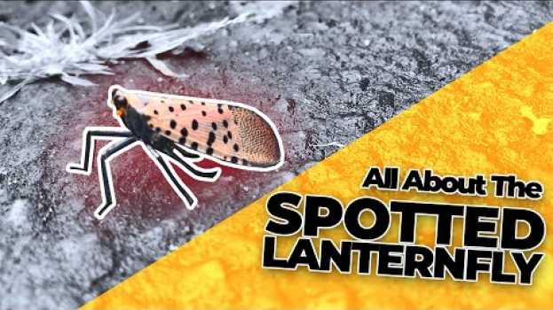 Video All About the Spotted Lanternfly & How to Get Rid of Them! su italiano