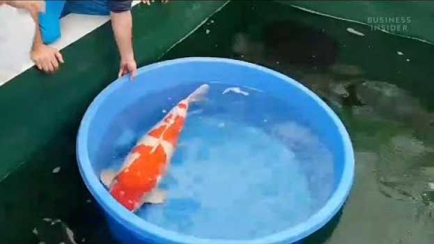 Видео Questo pesce domestico vale 1,8 milioni di dollari: perché le carpe koi possono costare così tanto на русском
