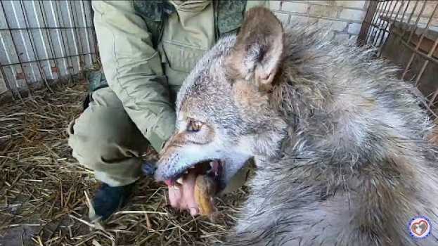 Video Волк Хук и тяжелая борьба со стафилококком\Помощь животным\ em Portuguese