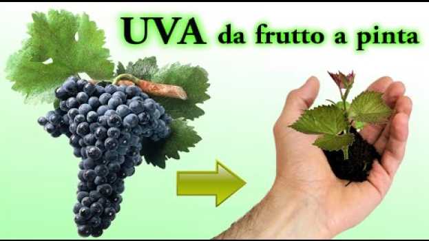 Video UVA fai nascere una piantina dal seme a costo zero, grapers, uvas, raisins in Deutsch
