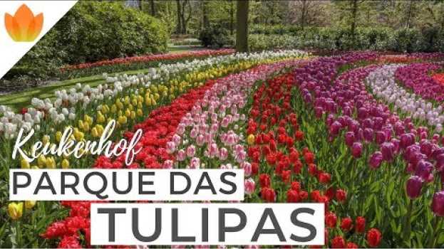 Video Keukenhof 2019: veja o Parque das Tulipas da Holanda em primeira mão! | Holandesando in English