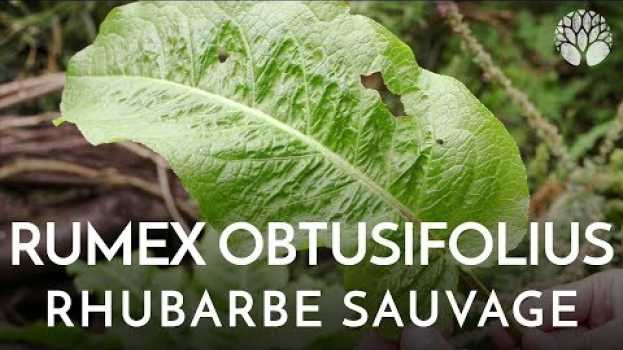 Video Le Rumex peut se manger comme la rhubarbe na Polish
