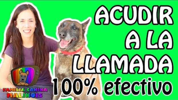 Video ENSEÑAR a mi perro A VENIR cuando le LLAMO (EFECTIVO y FÁCIL) | Adiestramiento Canino en Obediencia en français
