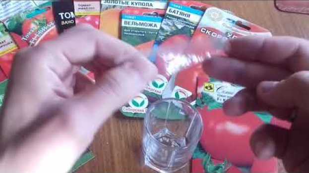 Video Когда сеять помидоры на рассаду в 2023 году и как посадить помидоры дома na Polish