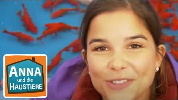 Видео Goldfisch | Information für Kinder | Anna und die Haustiere на русском