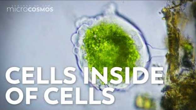 Video Where Did Eukaryotic Cells Come From? - A Journey Into Endosymbiotic Theory su italiano