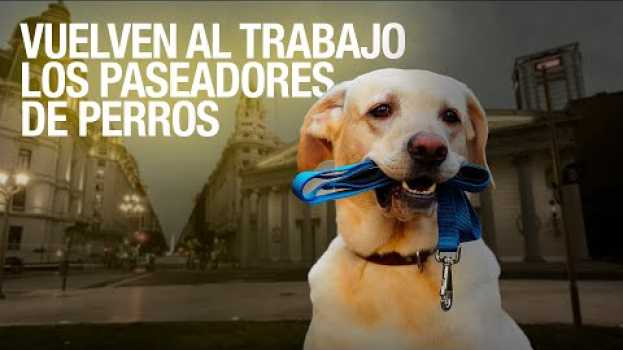 Video Los paseadores de perros vuelven al trabajo en Buenos Aires in Deutsch