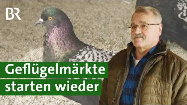 Видео Taubenzucht: Geflügelmärkte und Wettbewerbe starten wieder | Tauben Doku | Unser Land | BR на русском