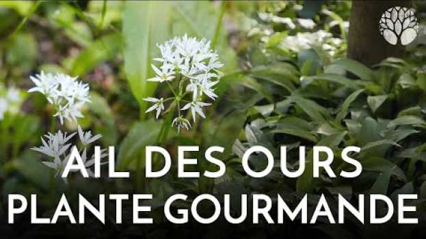 Video Ail des ours : une plante gourmande in English