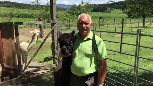 Video Spazieren mit einem Alpaka em Portuguese