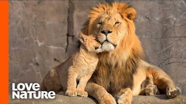 Видео Lion Cubs Are Introduced To Their Father | Predator Perspective | Love Nature на русском