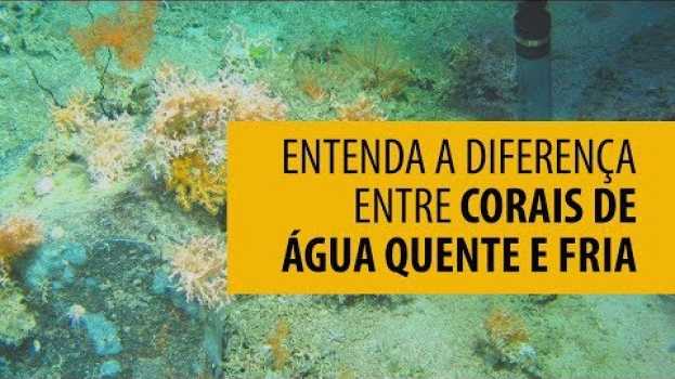 Video Entenda a diferença entre corais de água fria e quente [parte 2/3] en Español