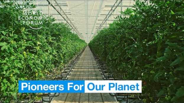 Video Farmers in the Netherlands are growing more food using less resources | Pioneers for Our Planet en français
