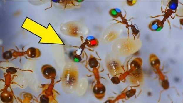 Video Ленивые Муравьи! Что если покрасить муравьев и проследить за ними? Разноцветные муравьи. en Español
