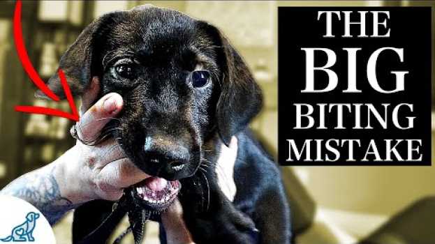 Video The BIGGEST Mistake People Make With A Puppy Biting Problem in Deutsch