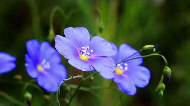 Видео Nature Is Speaking – Lupita Nyong'o is Flower | Conservation International (CI) на русском