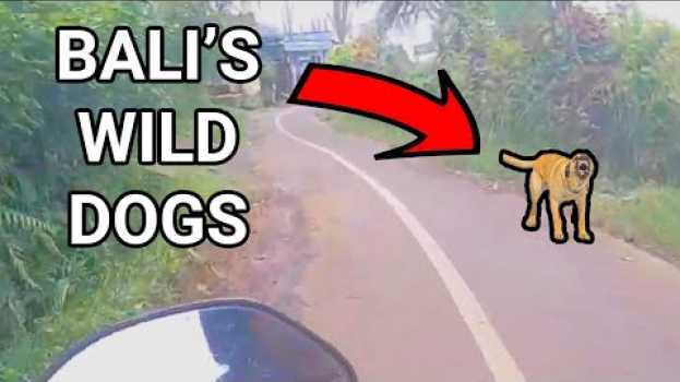 Video Chased By Aggressive Strays In Bali - These Dogs Were Coming After Us! en français