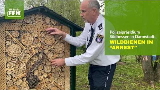 Video Wildbienenhotel bei der Polizei Südhessen in English