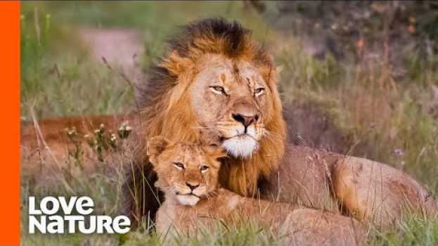 Video Baby Lions Meet Dad For The First Time | Love Nature en français