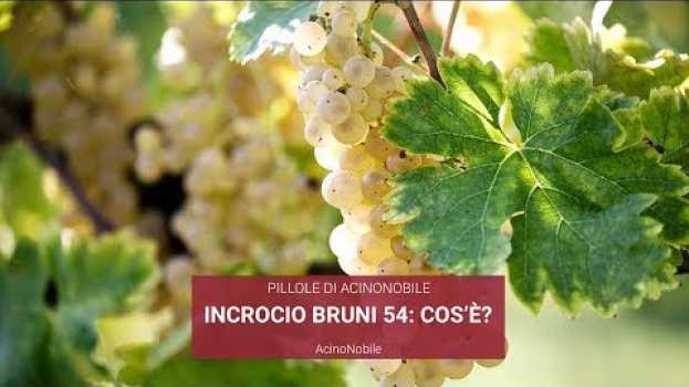 Video Incrocio tra Verdicchio e Sauvignon: Incrocio Bruni 54 in English