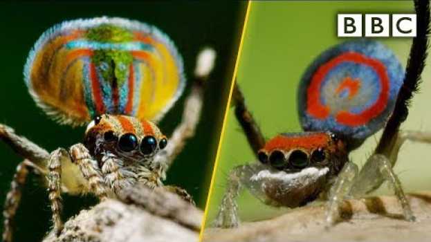 Video Peacock spiders, dance for your life! - BBC em Portuguese