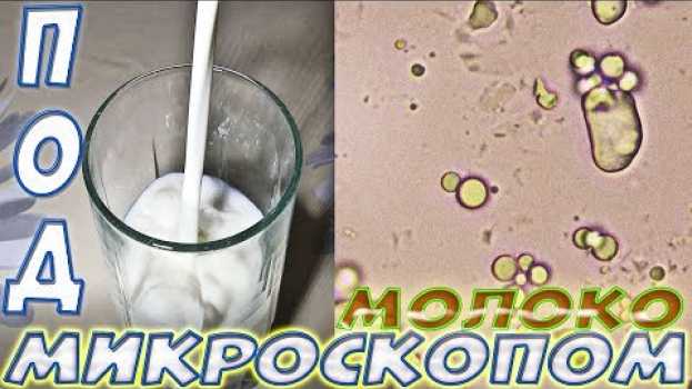 Video Молоко под микроскопом хорошее и кислое - 1500 крат su italiano