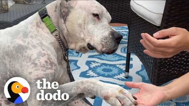 Video Watch The Tear-Jerking Moment This Dog Meets His New Mom | The Dodo Adoption Day su italiano