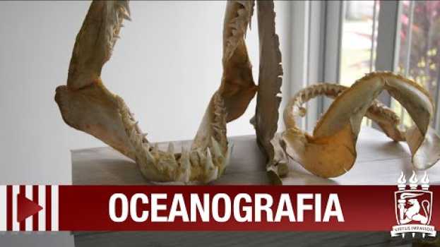 Video Semana do Museu de Oceanografia tem ações de combate ao óleo nas praias en Español
