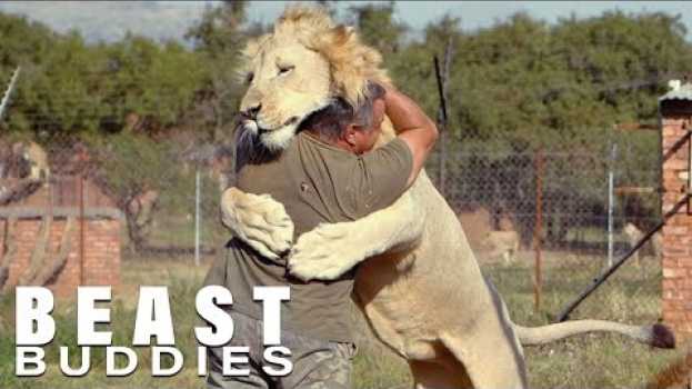 Video The Man Who Cuddles Lions | BEAST BUDDIES en français
