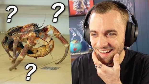 Video La nature est surprenante (genre ce crabe) in English