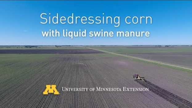 Video Sidedressing corn with liquid swine manure em Portuguese