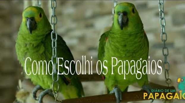 Video Papagaio Macho ou Fêmea? Como Escolhi os Meus em Portuguese