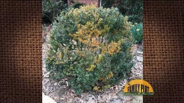 Video Q&A – What’s wrong with my boxwood? Some leaves are yellowing. en français