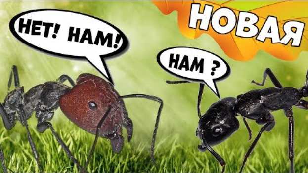 Видео Новая муравьиная ферма! Кто в ней будет жить? на русском