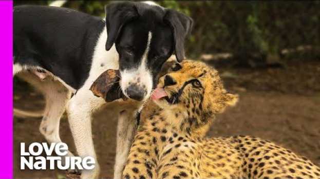 Video Cheetah And Dog Are Best Friends | Oddest Animal Friendship | Love Nature em Portuguese