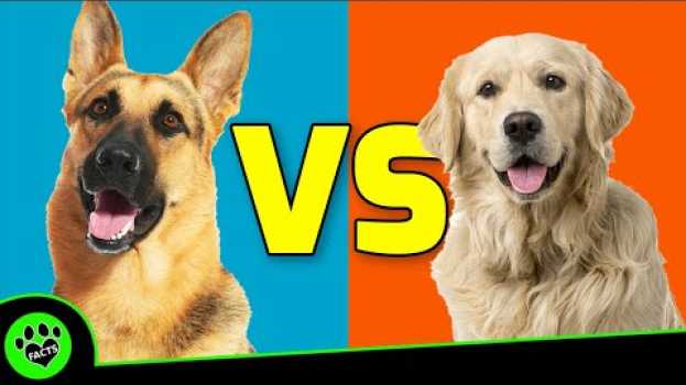 Video German Shepherd vs Golden Retriever: Which Makes the Better Pet? su italiano
