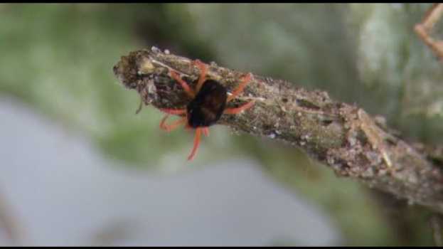 Video Redlegged Earth Mites are active between Autumn and late Spring em Portuguese