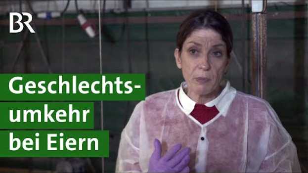 Video Brütereien: Geschlechtsumkehr bei Eiern durch Schallwellen | Küken Doku | Unser Land | BR na Polish