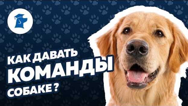 Video Как правильно давать команды собаке? Жесты для дрессировки собак - важно или нет? na Polish