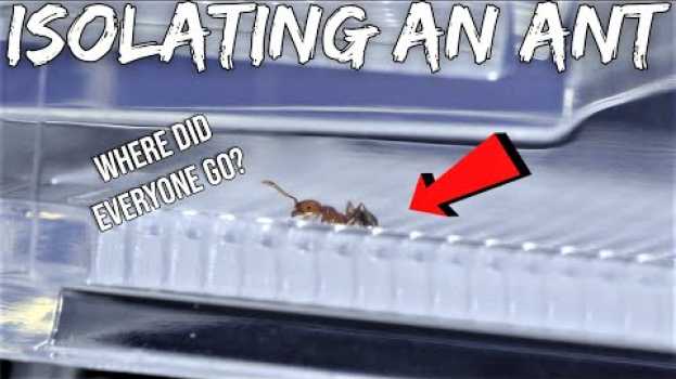 Video Quarantining An Ant From Its Whole Colony | Sad Reaction en Español