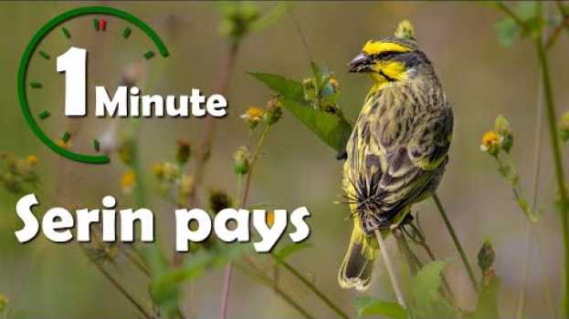 Video Une minute pour oiseau : Serin pays (serin du Mozambique) - Yabalex em Portuguese